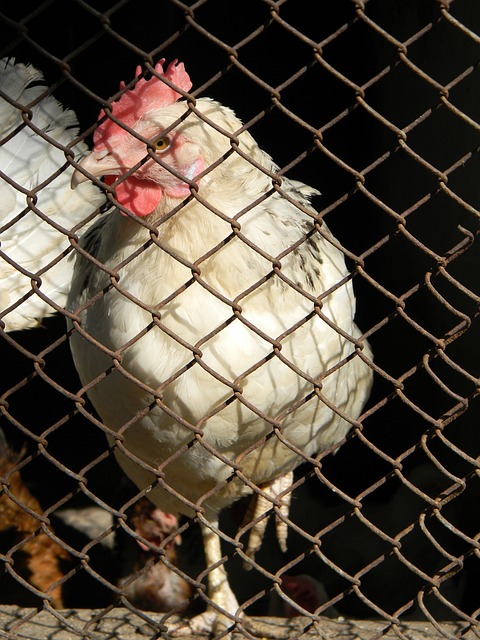 赛对阵法国 赛对阵法国